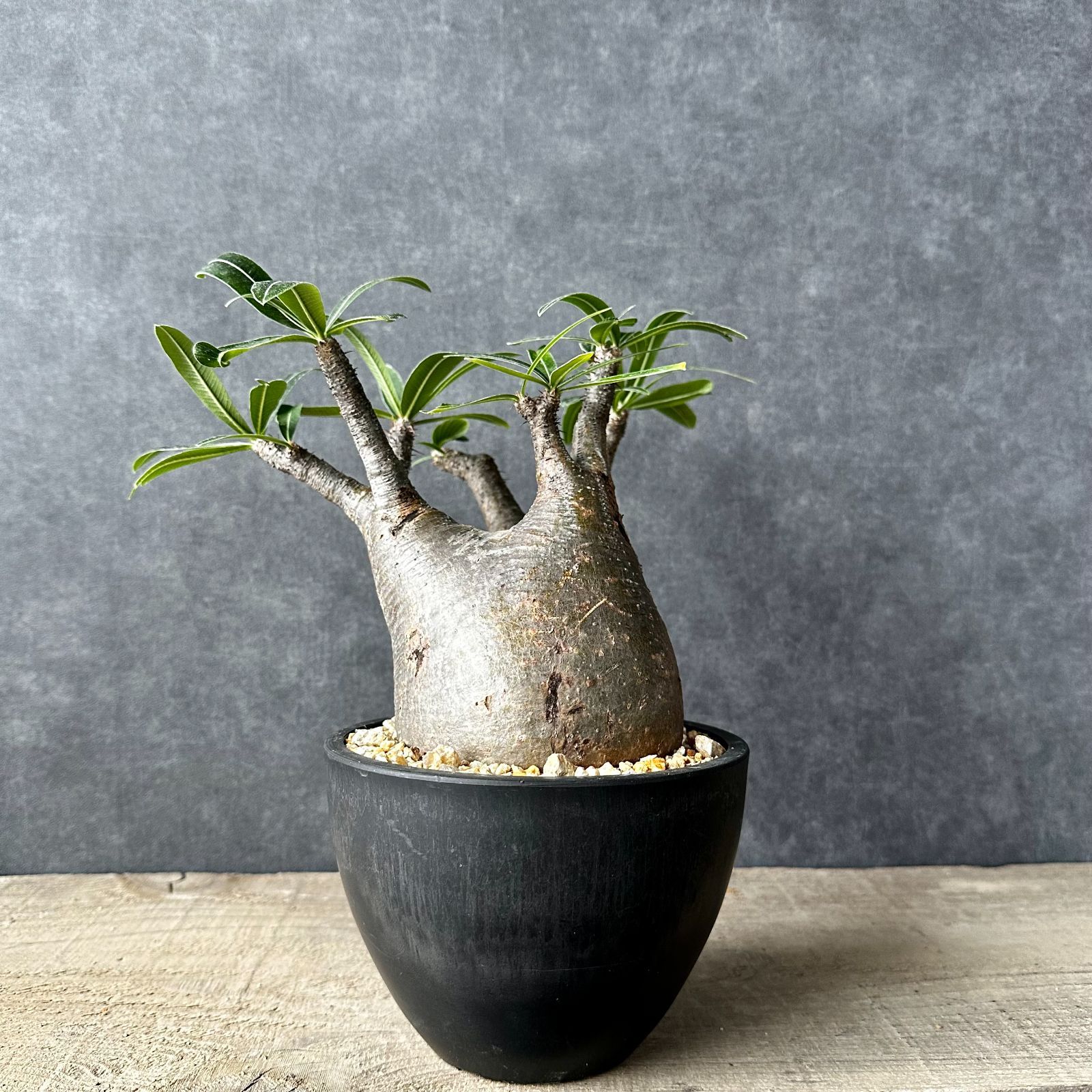 【現地球・発根済み】パキポディウム グラキリス　鉢付き　塊根植物　コーデックス　観葉植物　多肉植物　PGL-1 - メルカリShops