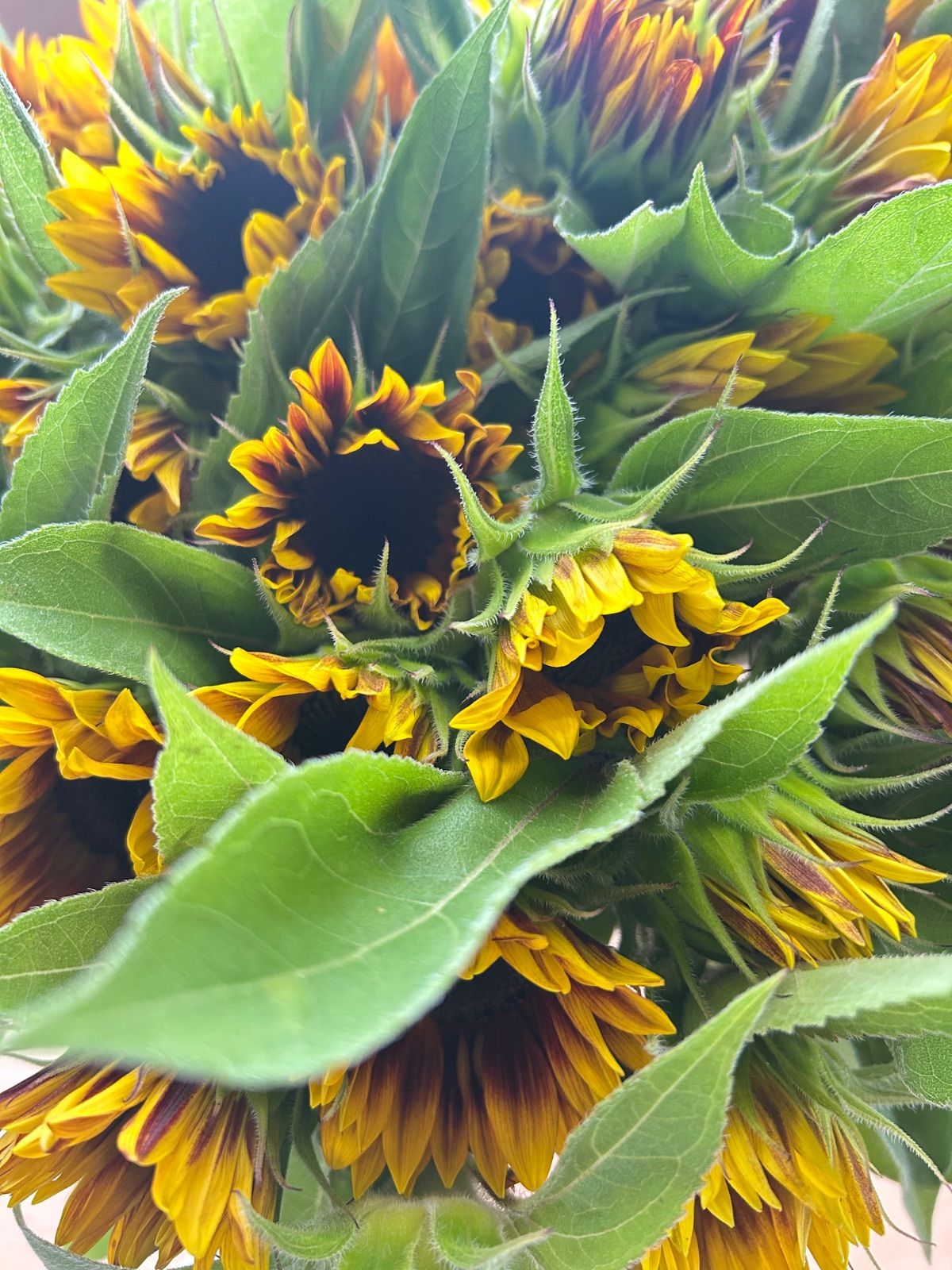 薔薇生花 るっち様専用