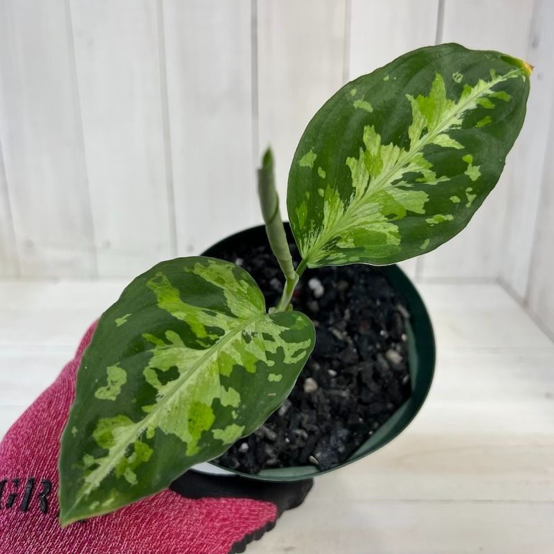 Aglaonema pictum メサイア GW1507 【TB便】 AZ便＞Aglaonema Pictum type EUREKA from Plau Nias – undried