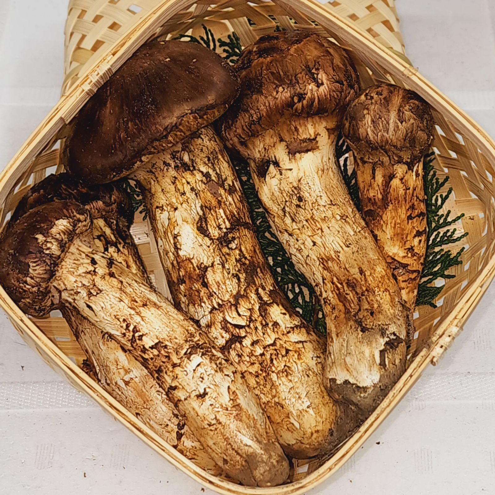 岩手 上品 天然 特大つぼみ 松茸 約400g前後 5本