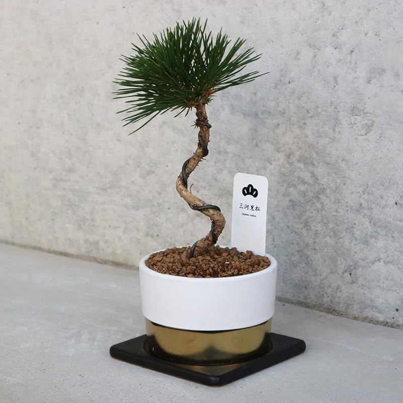 ＩＴＡＮＳＥ 三河黒松 盆栽仕立て 4号鉢 1個売り 鉢色 白 小鉢 学名 Pinus thunbergia マツ科クロマツ属 耐寒性常緑高木 原産地 日本●乾燥や湿気や潮風に強く 沿岸地域の砂防林に用いられたり 大気汚染や公害にも強いので 1