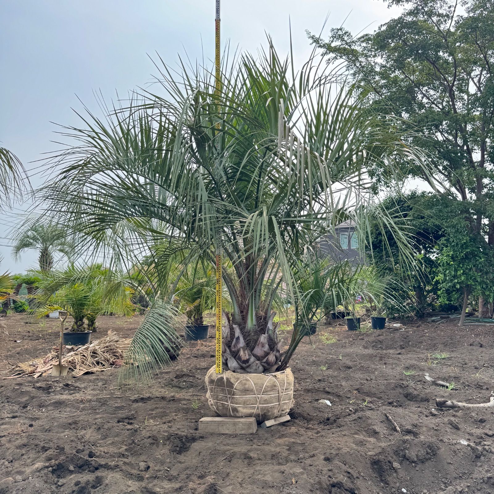 ココスヤシ　幹太 ココスヤシ 幹太 - メルカリ