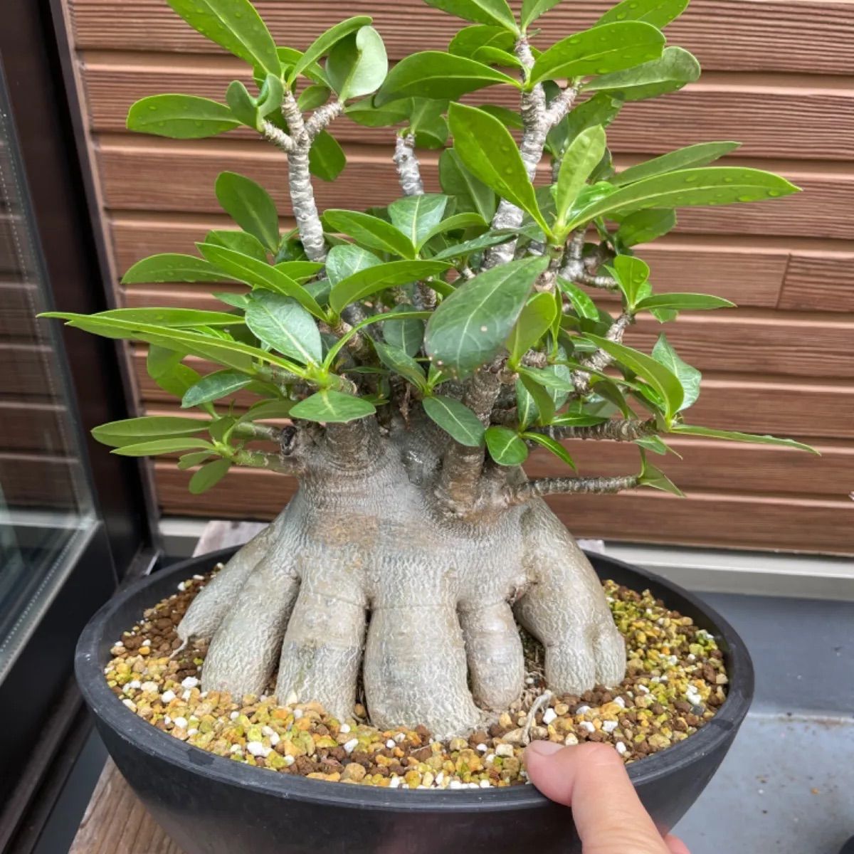 アデニウム・アラビカム タコ足タイプ！ - 植物/観葉植物