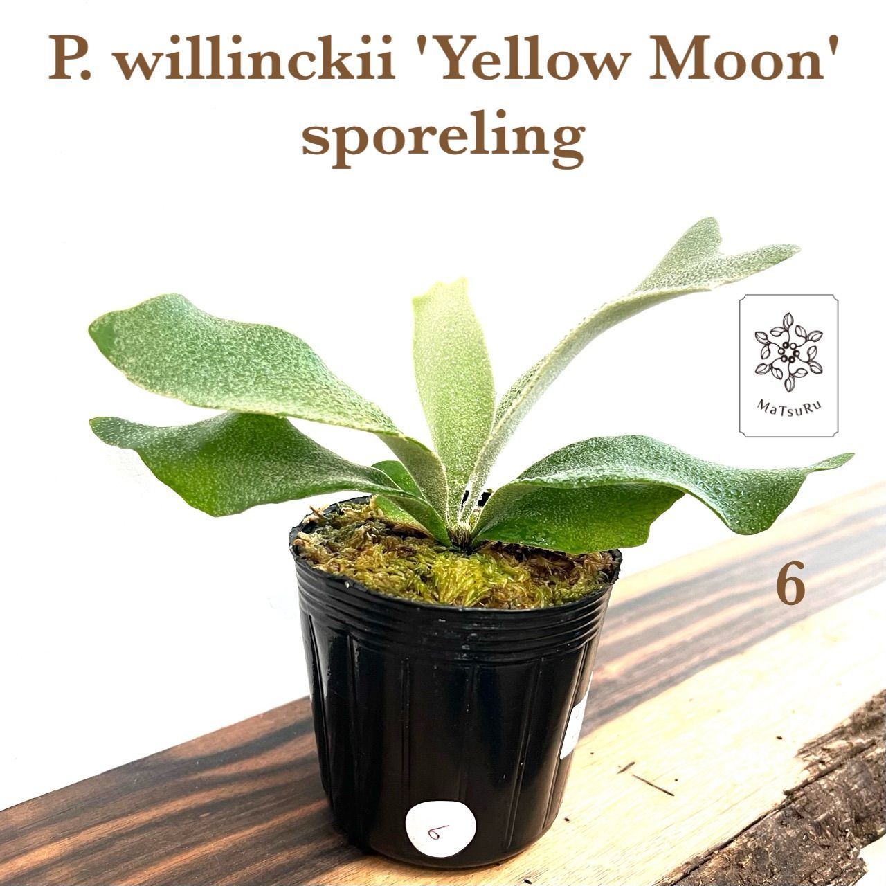 【01】P. willinckii yellow moon 親株 P.Willinckii cv. Yellow Moon(Pup) 【artPLANTs/PLANTS GARAGE