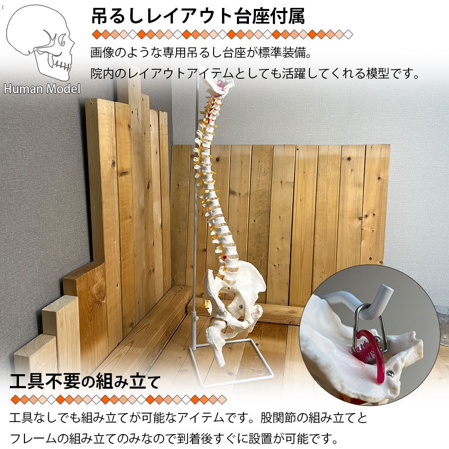 可動式脊椎模型 約90cm 椎間板突出（ヘルニア）モデル 　スタンド付き Amazon.co.jp: UPstore 実物大 脊髄骨盤模型 90cm 背骨 脊柱模型