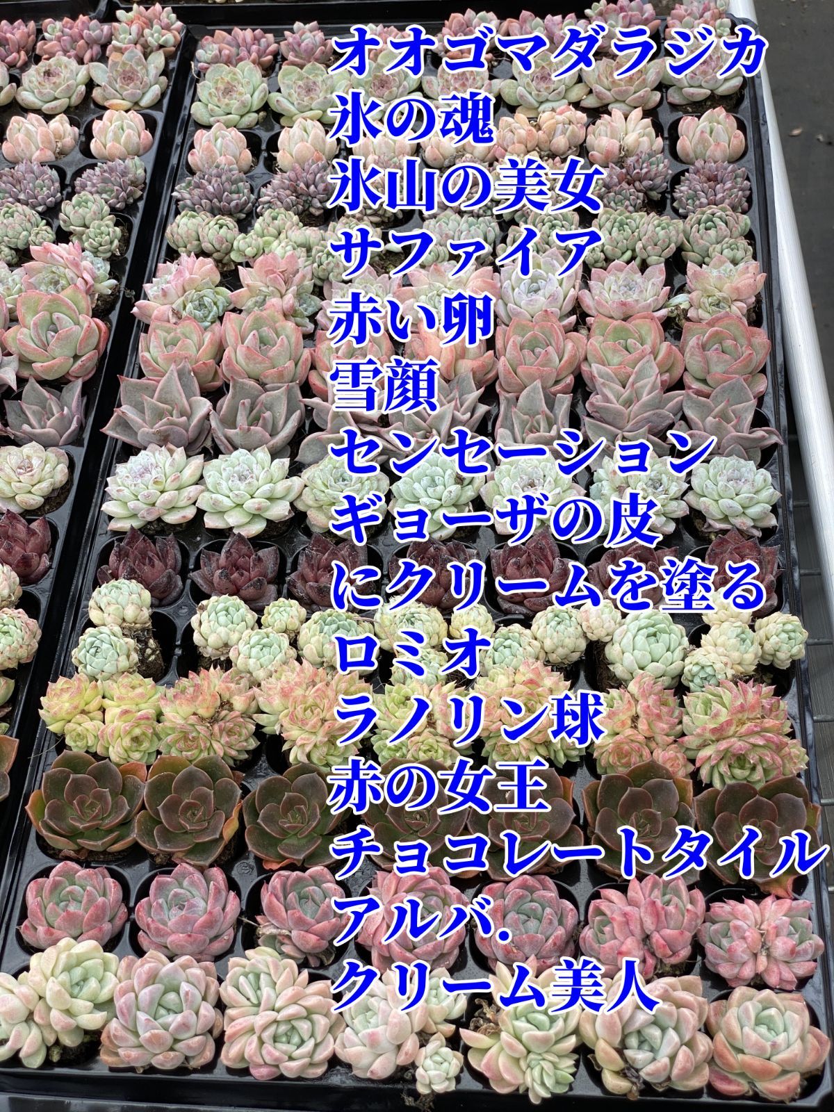 A セル苗105個セット✨多肉植物　エケベリア　詰め合わせ　寄せ植えに!! A セル苗105個セット✨多肉植物 エケベリア 詰め合わせ 寄せ植え