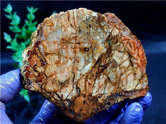 綺麗な化石 天然木 化玉原石 綺麗な化石 天然木 化玉原石