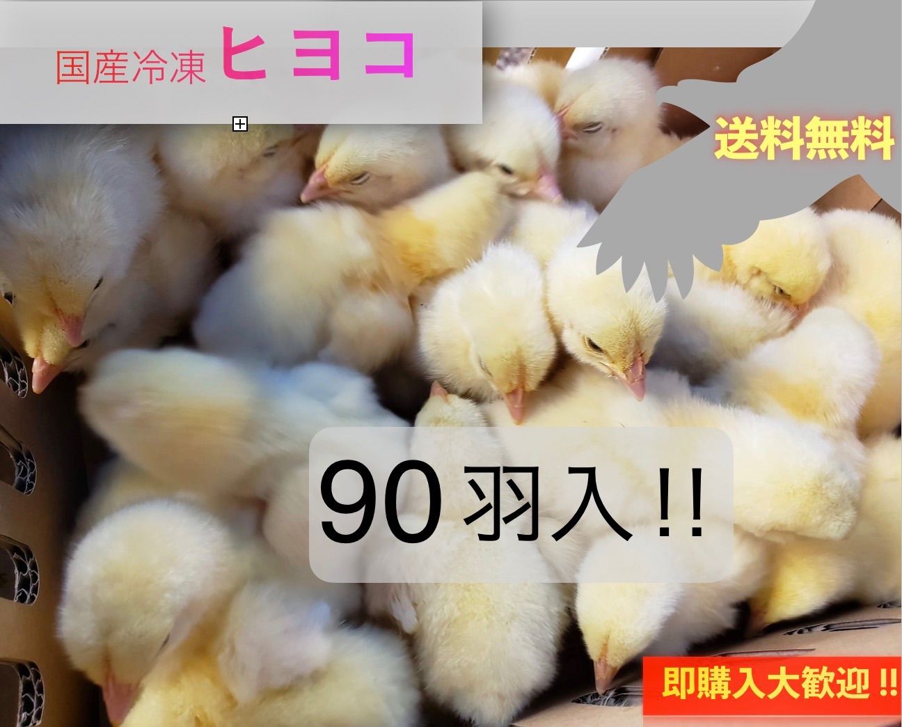 送料無料】国産冷凍ヒヨコ 90羽入@即購入OK！北海道・沖縄の方も送料 