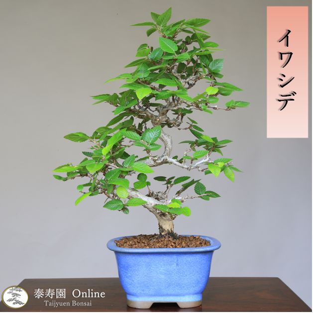 イワシデ【岩四手】小品盆栽【泰寿園 Online】いわしで 煮込ん