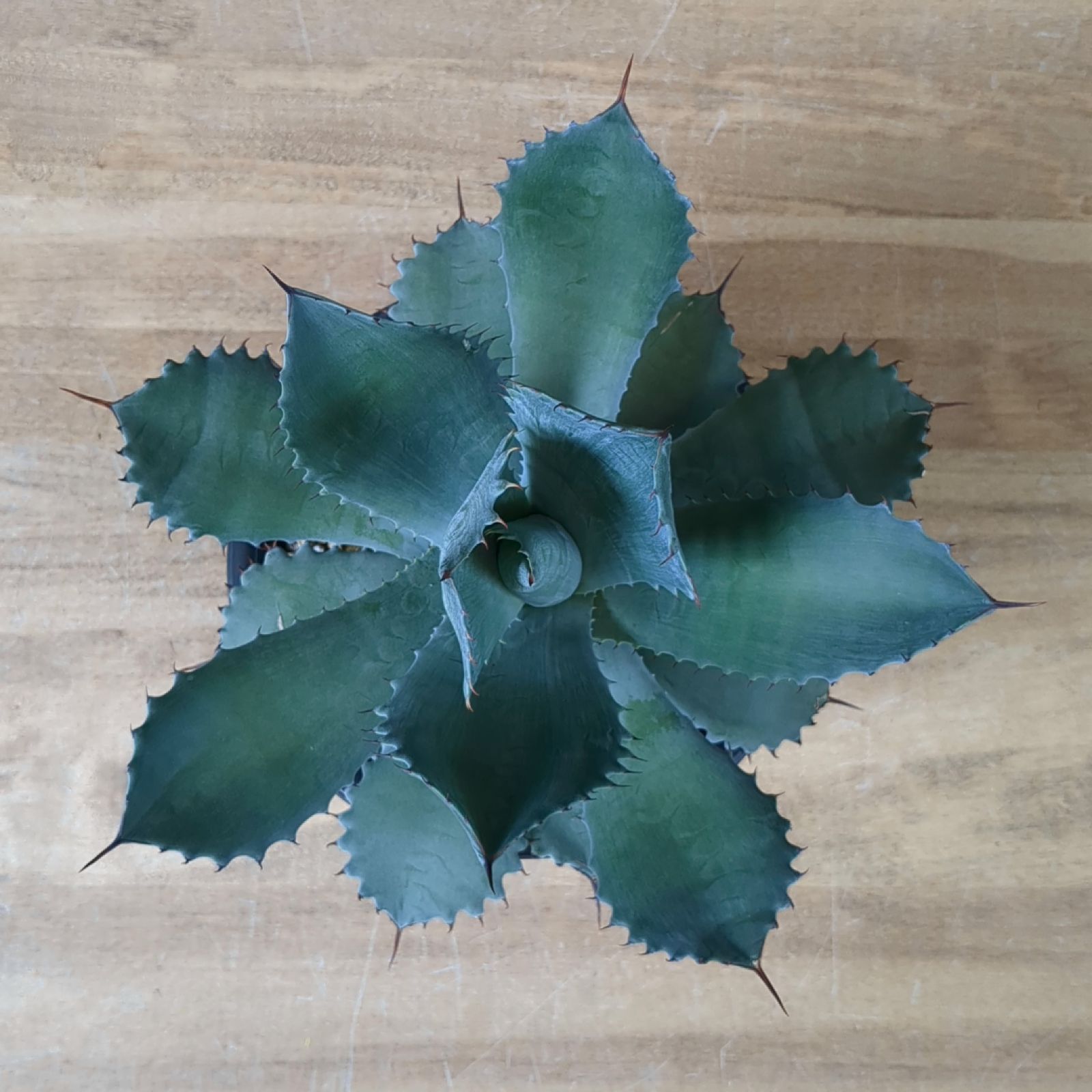 アガベ シャウィー × イシスメンシス 【 ハイブリッド 】早いもの勝ち