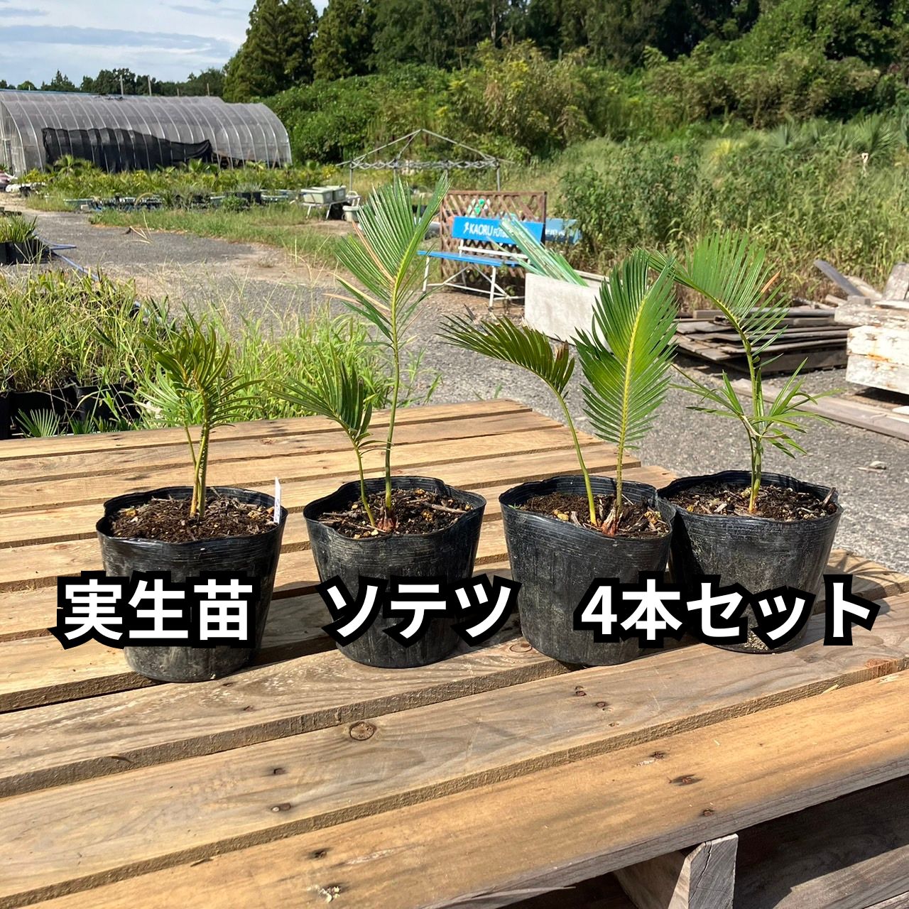 実生苗4鉢セット ソテツ 蘇鉄 Cycas revoluta 2024-9-19-cr2 - メルカリ 