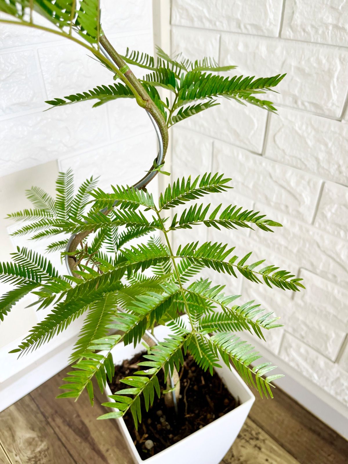 エバーフレッシュ⭐️曲がり エバーフレッシュ⭐️曲がり