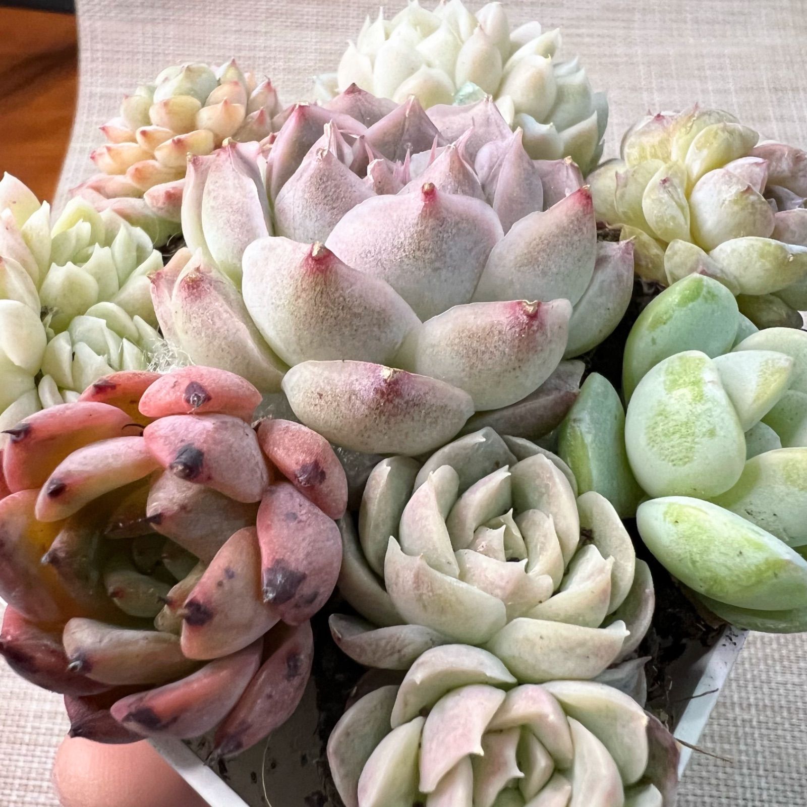 多肉植物 『パンドラ』と抜き苗セット 8苗 エケベリア 韓国苗 輸入苗