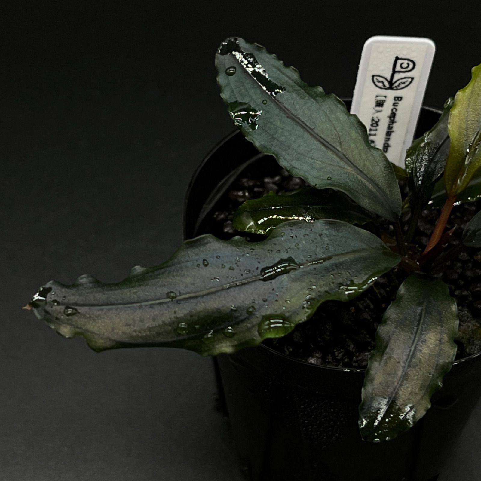 Bucephalandra sp. 