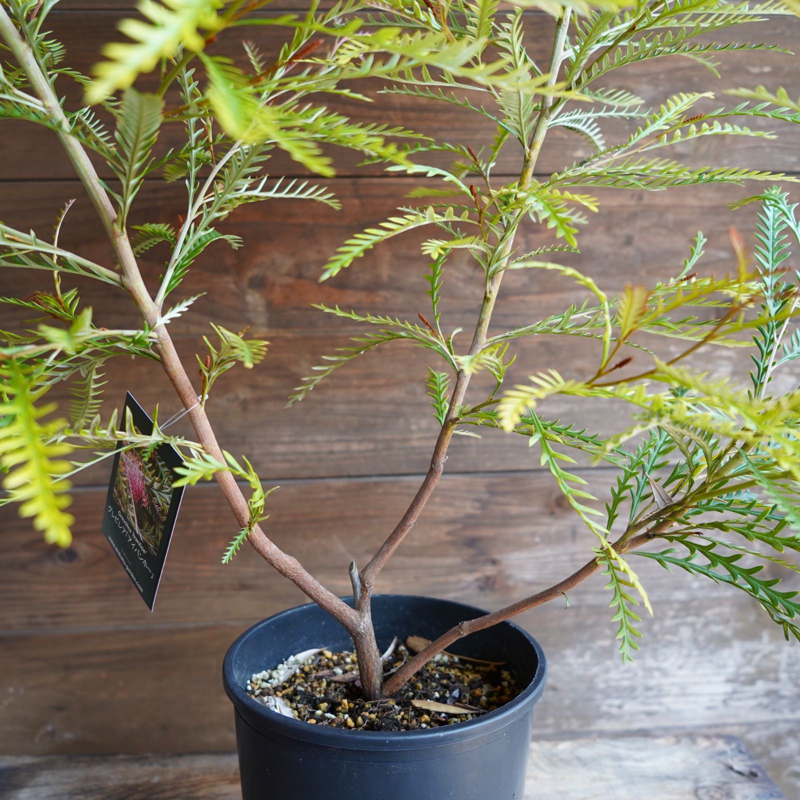 グレビレア　アイバンホーン　高さ145㌢　オージープランツ 現物】グレビレア 