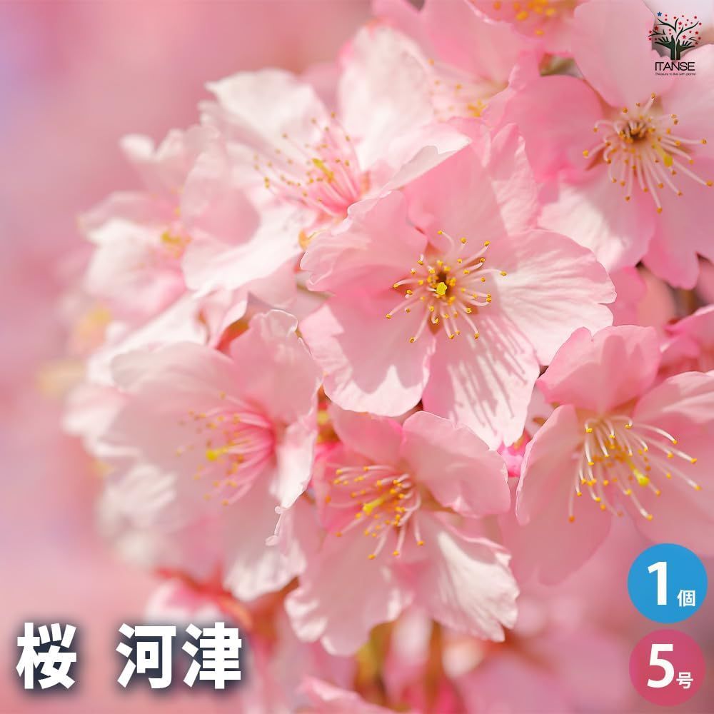 色鮮やかで 直径は3～4cmほどです