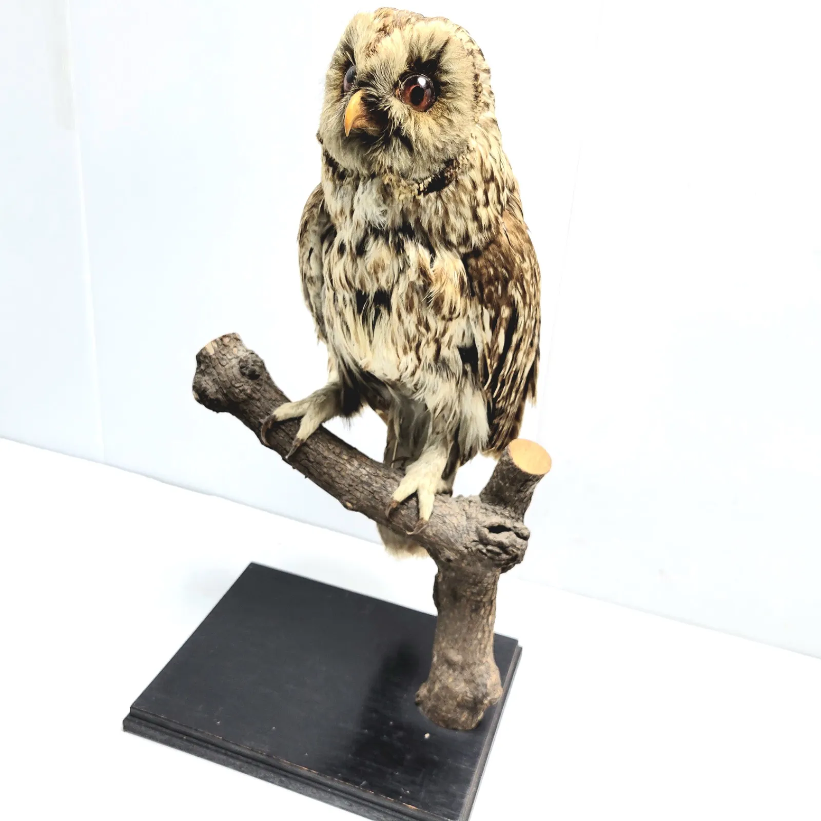 フクロウの剥製 Amazon.co.jp: 人工フクロウ剥製家の庭の装飾、黒 : ホーム＆キッチン