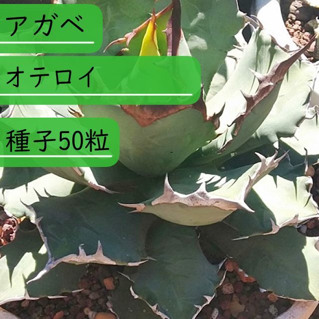 激安通販 【種子】アガべ 種子50粒 オテロイ Agave oteroi アガベ 種子