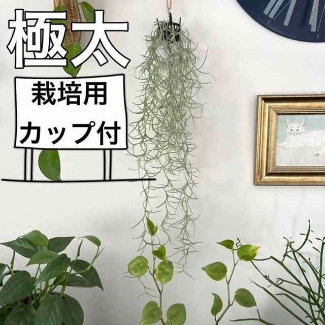 【正規品即納】A 極太 太葉 極太葉 ウスネオイデス チランジア 観葉植物