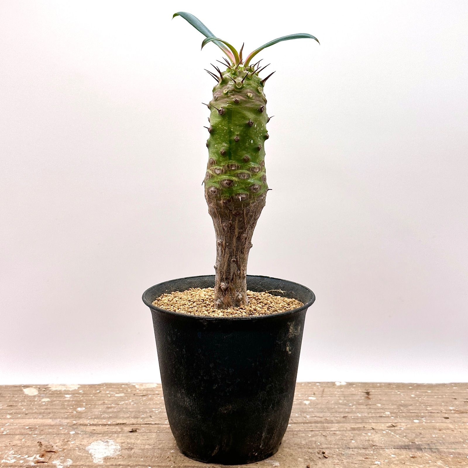 【美株】トックリラン 塊根植物 多肉 観葉植物 コーデックス ユーフォルビア 美株】トックリラン 塊根植物 多肉 観葉植物 コーデックス