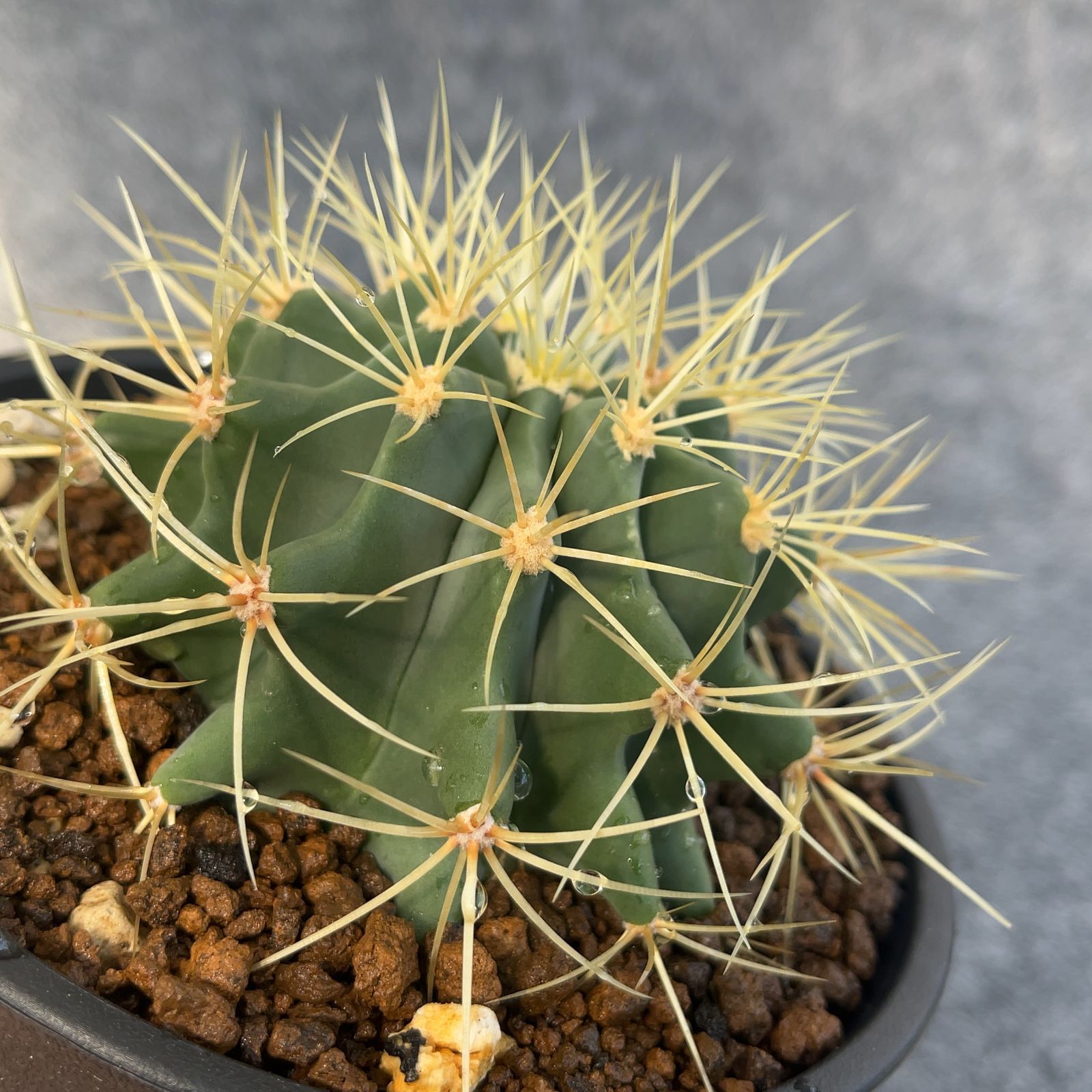 鉢ごと発送】サボテン 王冠竜(おうかんりゅう) Ferocactus glaucescens