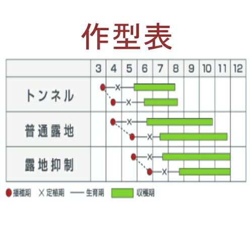 入荷次第出荷 カネコ種苗 ほっきこう113 350粒