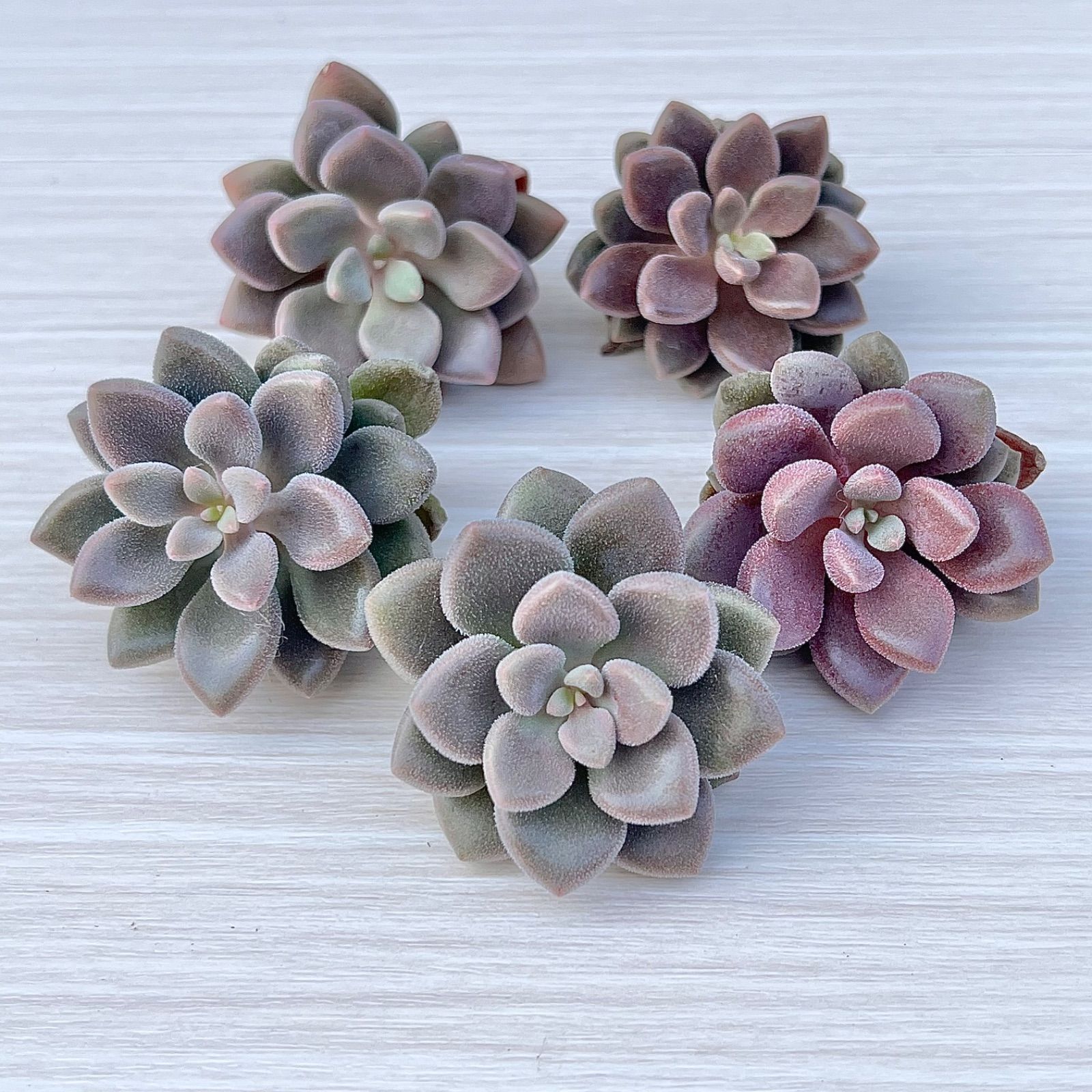 上質✨多肉植物 エンジェルスキウイ【AirMagic苗】厳選苗 韓国苗