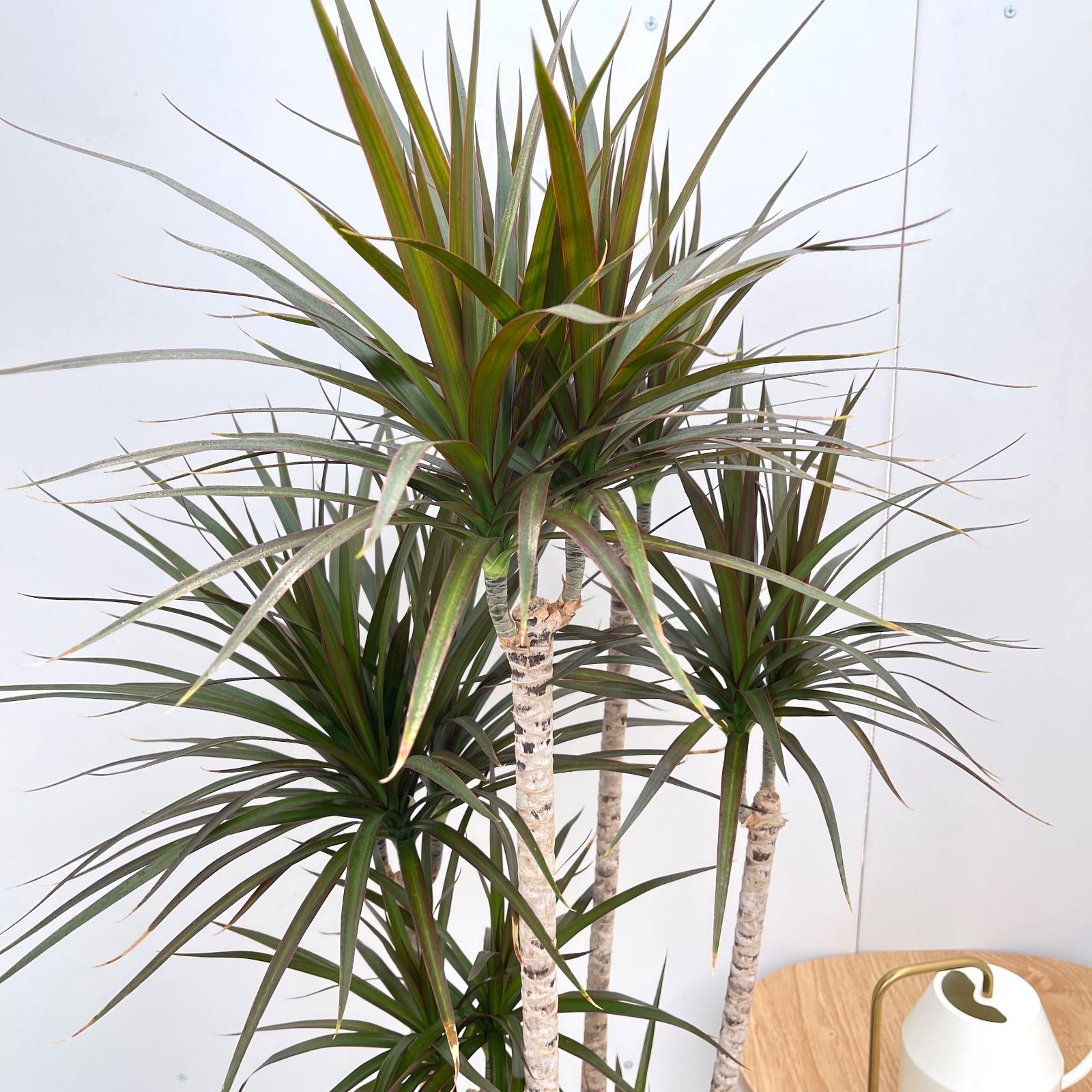 観葉植物 室内