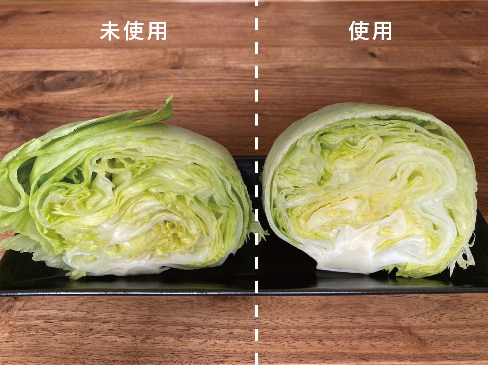 園芸 観葉植物