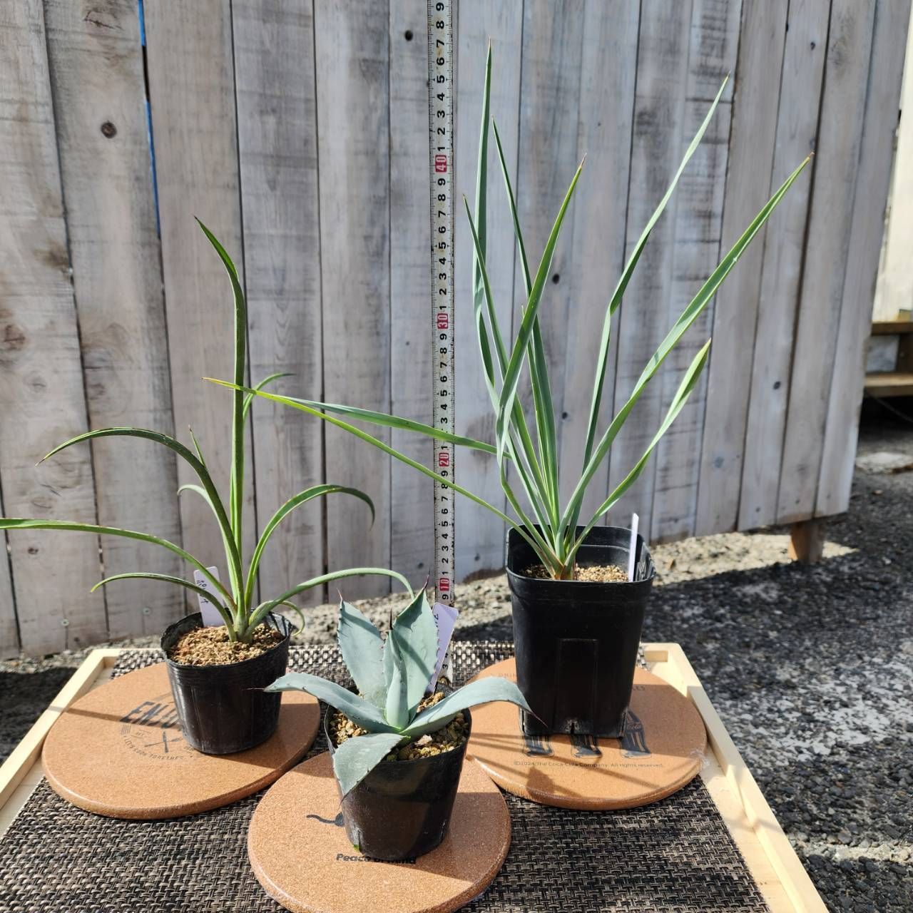 リギダ】【ポトシナ】【鉢ごと発送】 ユッカ2種＆アガベおまけ