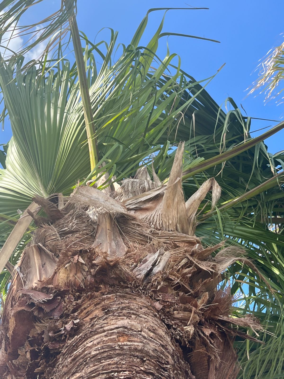 ビロウヤシNo.2 ビロウヤシ(クバ) 見過ごさ 抜き苗1株 2年目