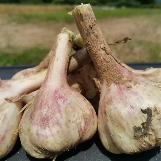 残り僅か！！希少！北海道在来種 ピンクにんにく バラ 800g ☆農薬