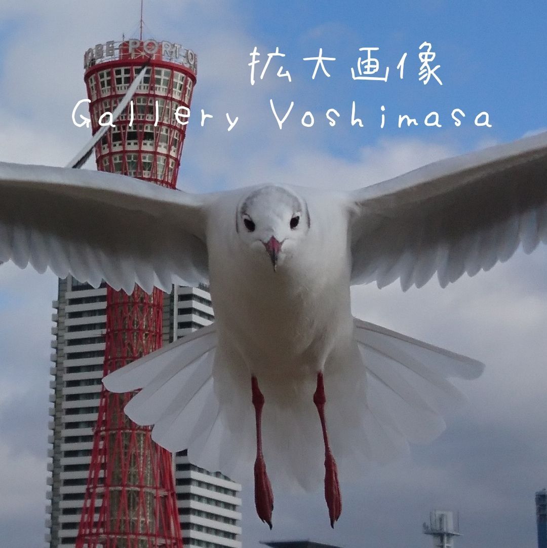 みなと神戸に咲く華 「ユリカモメ」 A3サイズ光沢写真横 写真のみ 送料無料