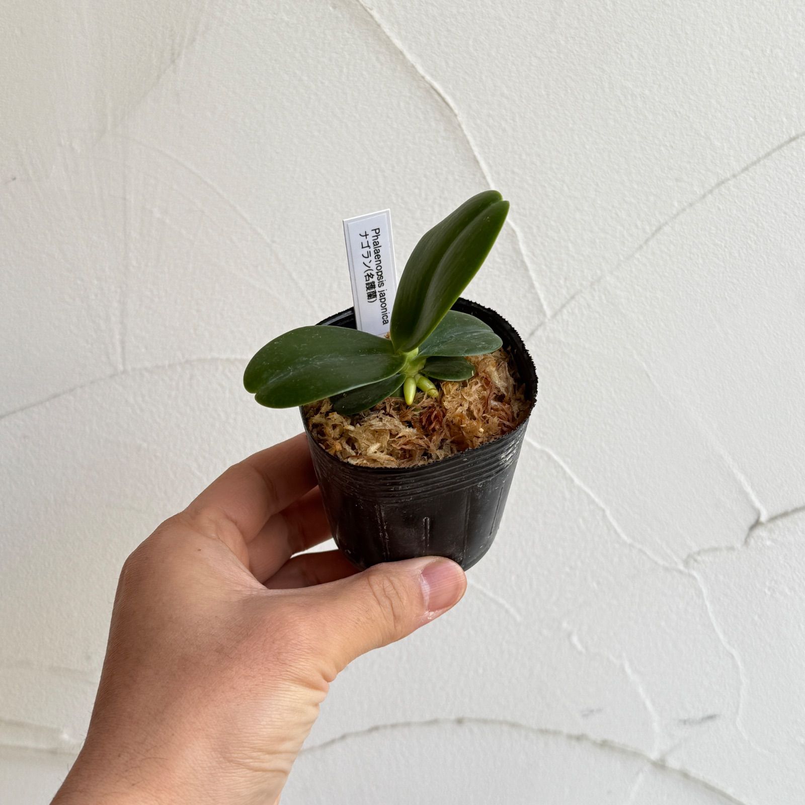 着生ラン】ナゴラン（名護蘭） 2.5号 水苔植え タグ付き - メルカリ