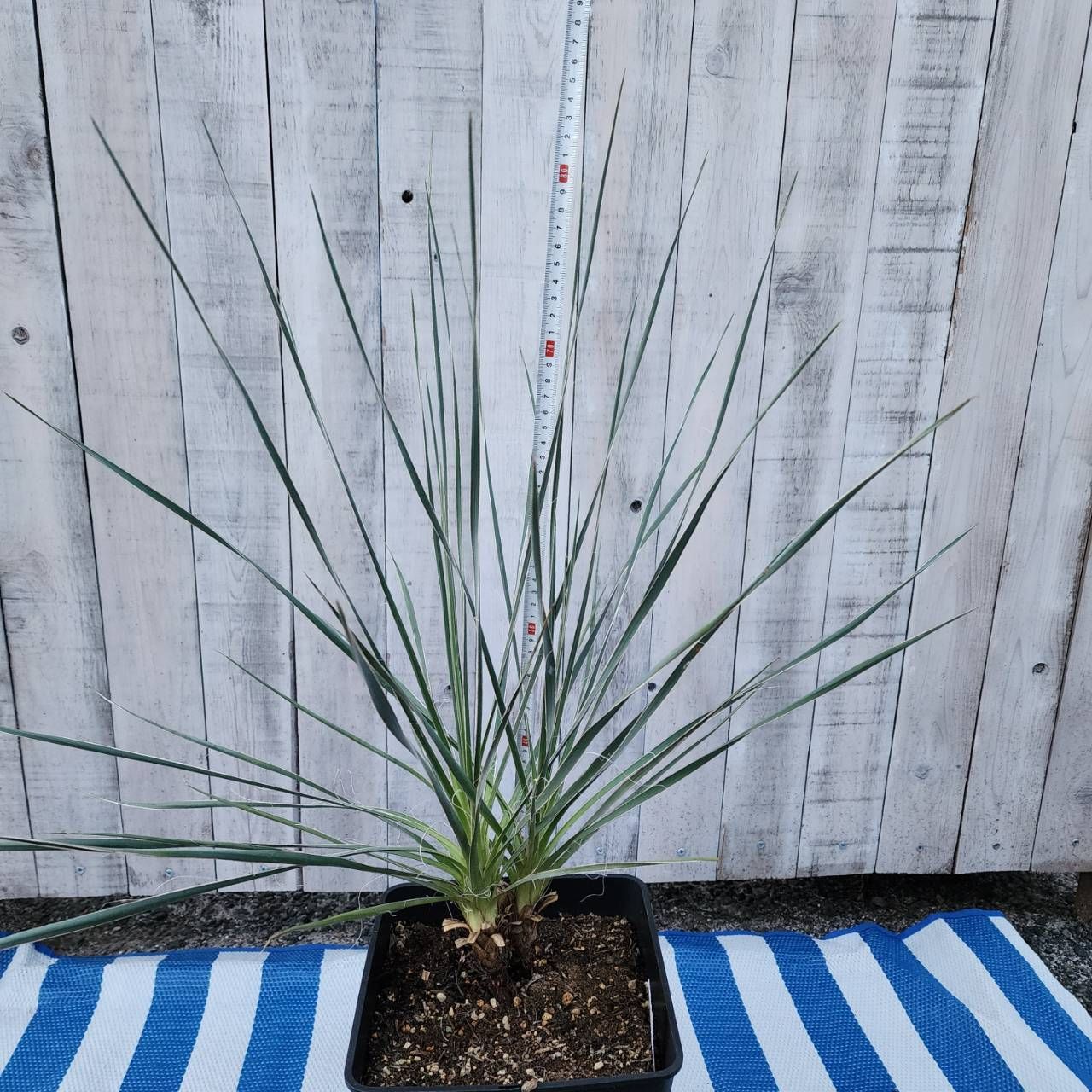 双子💚💚グラウカ】【鉢ごと発送】ユッカ グラウカ Yucca glauca