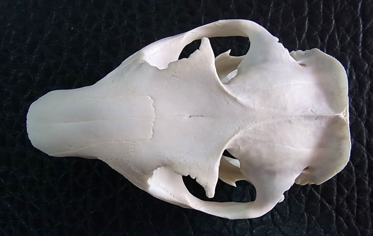 アメリカ便 ウッドチャックの頭骨 - メルカリ