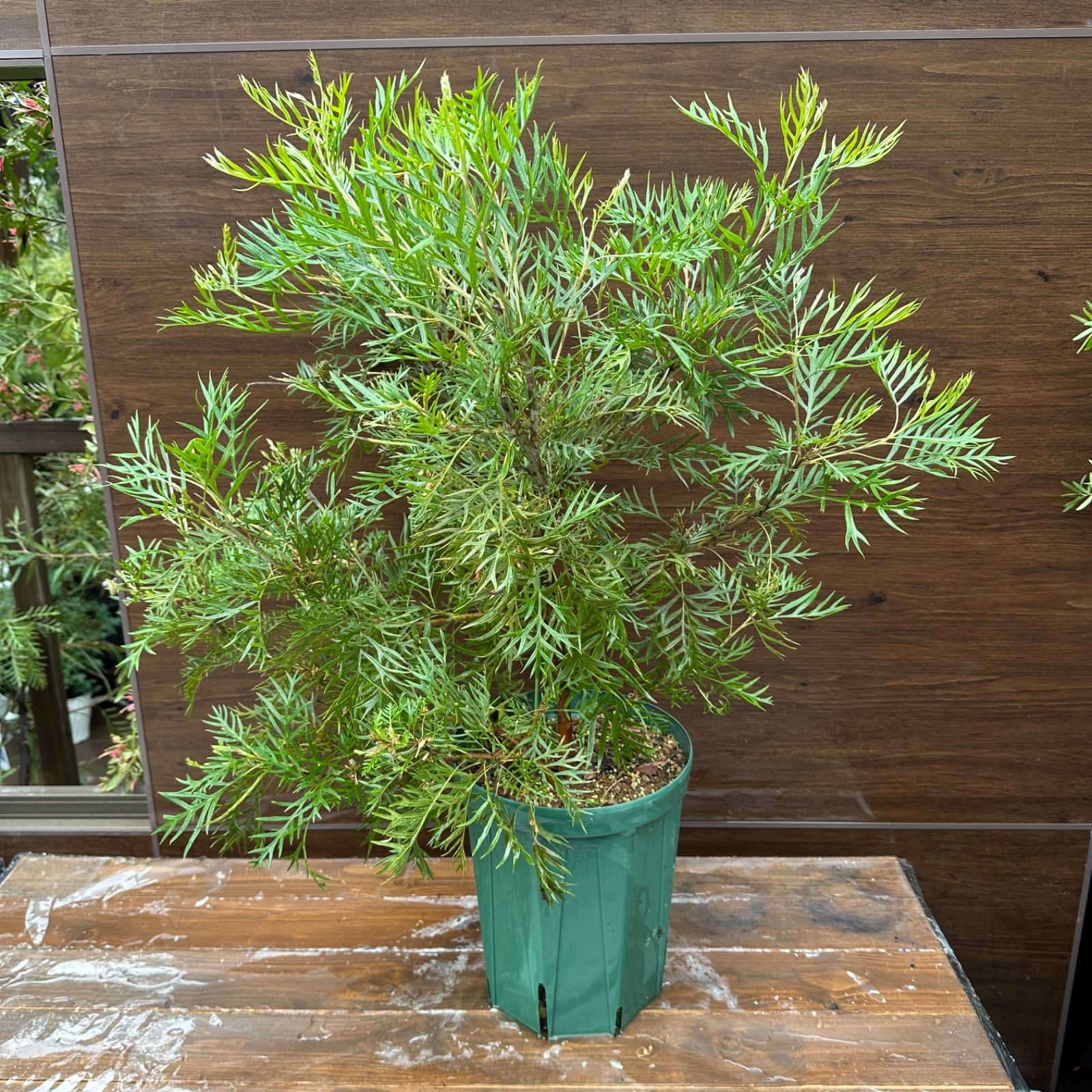 8号 ④ グレビ ピーチアンドクリーム 大株 美株 花終わり オージープランツ