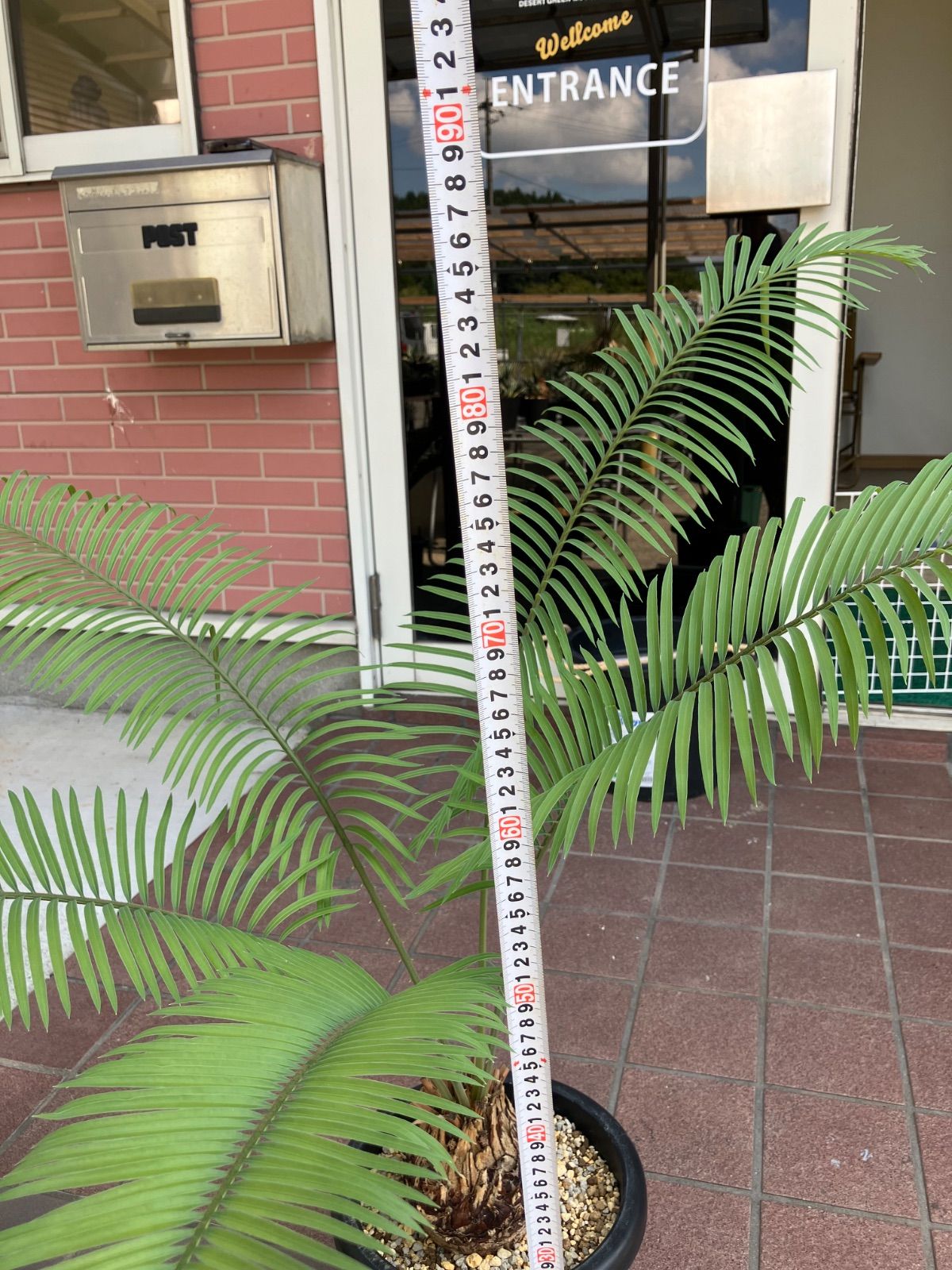 2 サイカス チャマオエンシス タイシルバー 良型 2 サイカス チャマオ