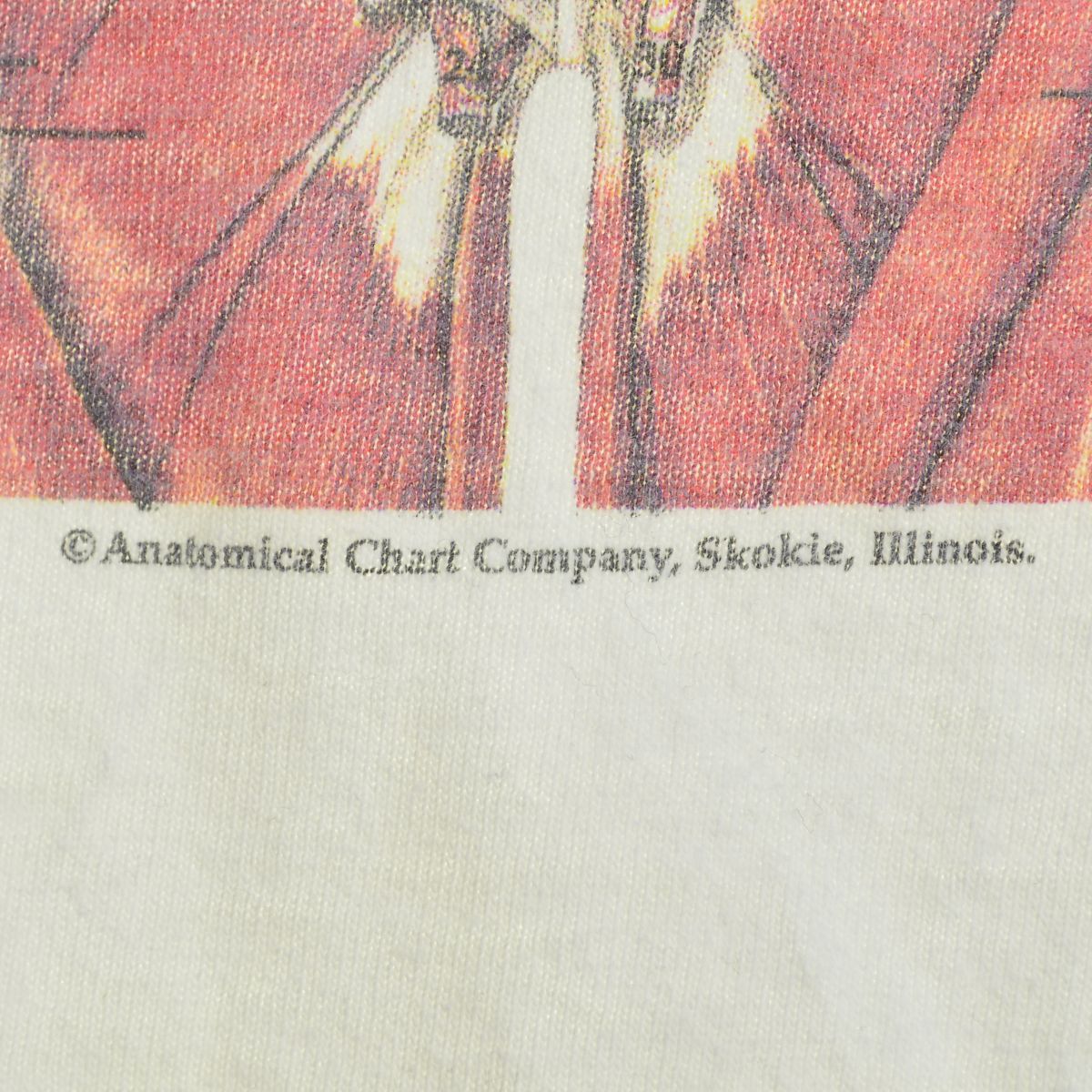 古着】90s～ anatomical chart アナトミカルチャート 骨格標本半袖T 