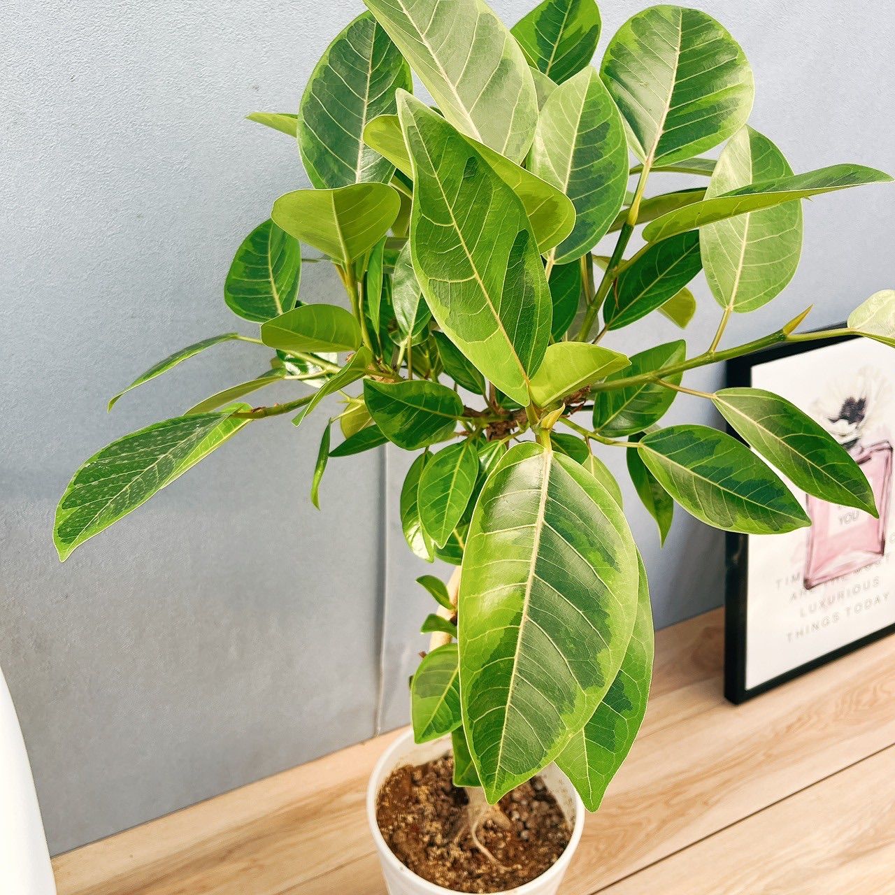 楽天市場】フィカス アルテシマの通販 【特価】フィカス アルテシマ