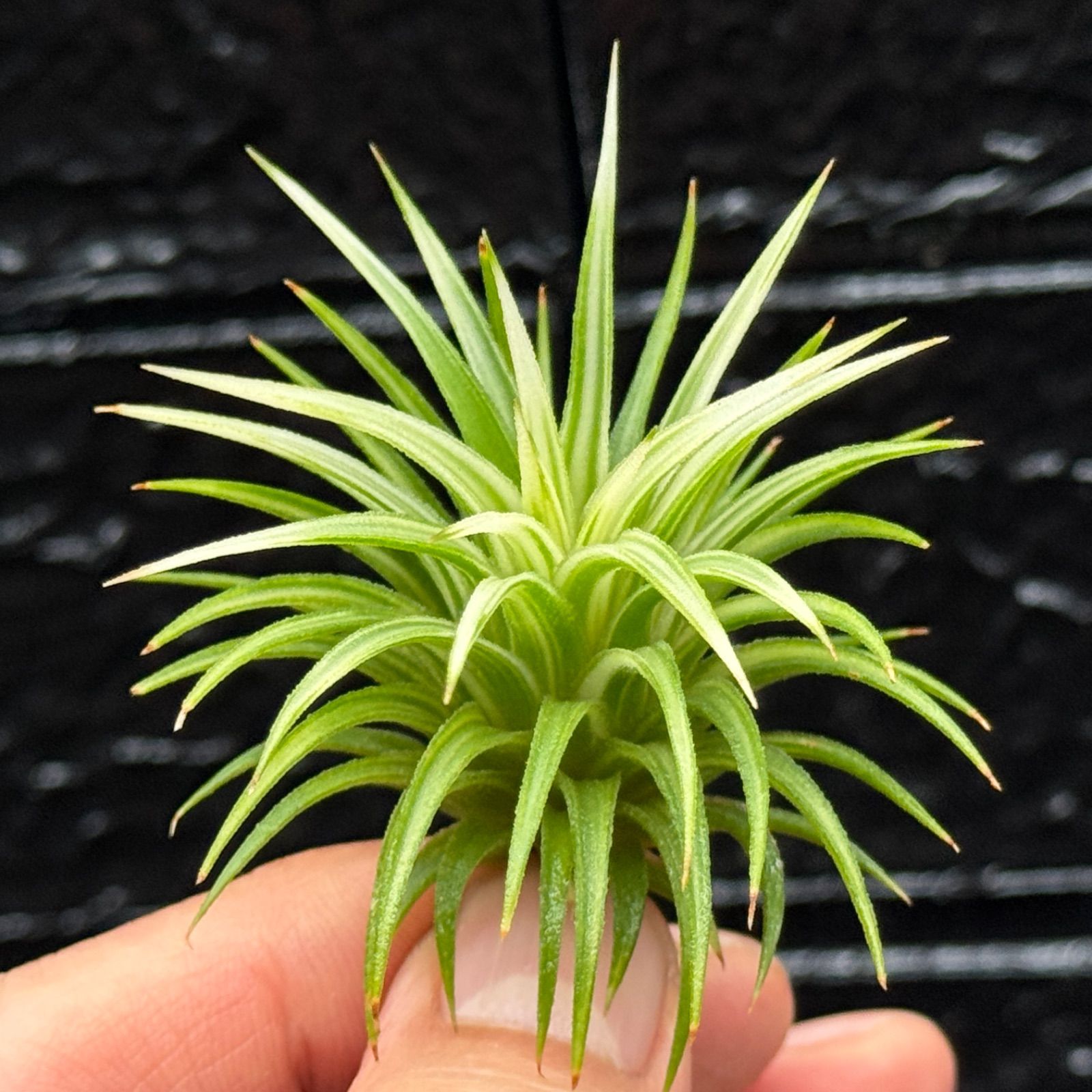 ユニコーンと百合の紋章(エンブレム) ヴィンテージ ステンドグラス