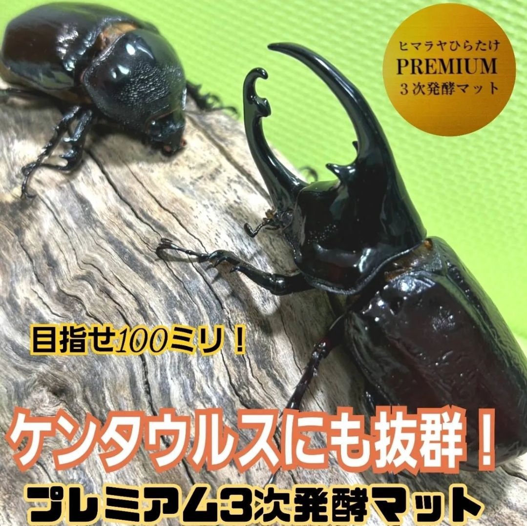 送料無料！80リットル カブトムシ幼虫の餌！巨大化！ヒマラヤひらたけ発酵マット 勇ましく