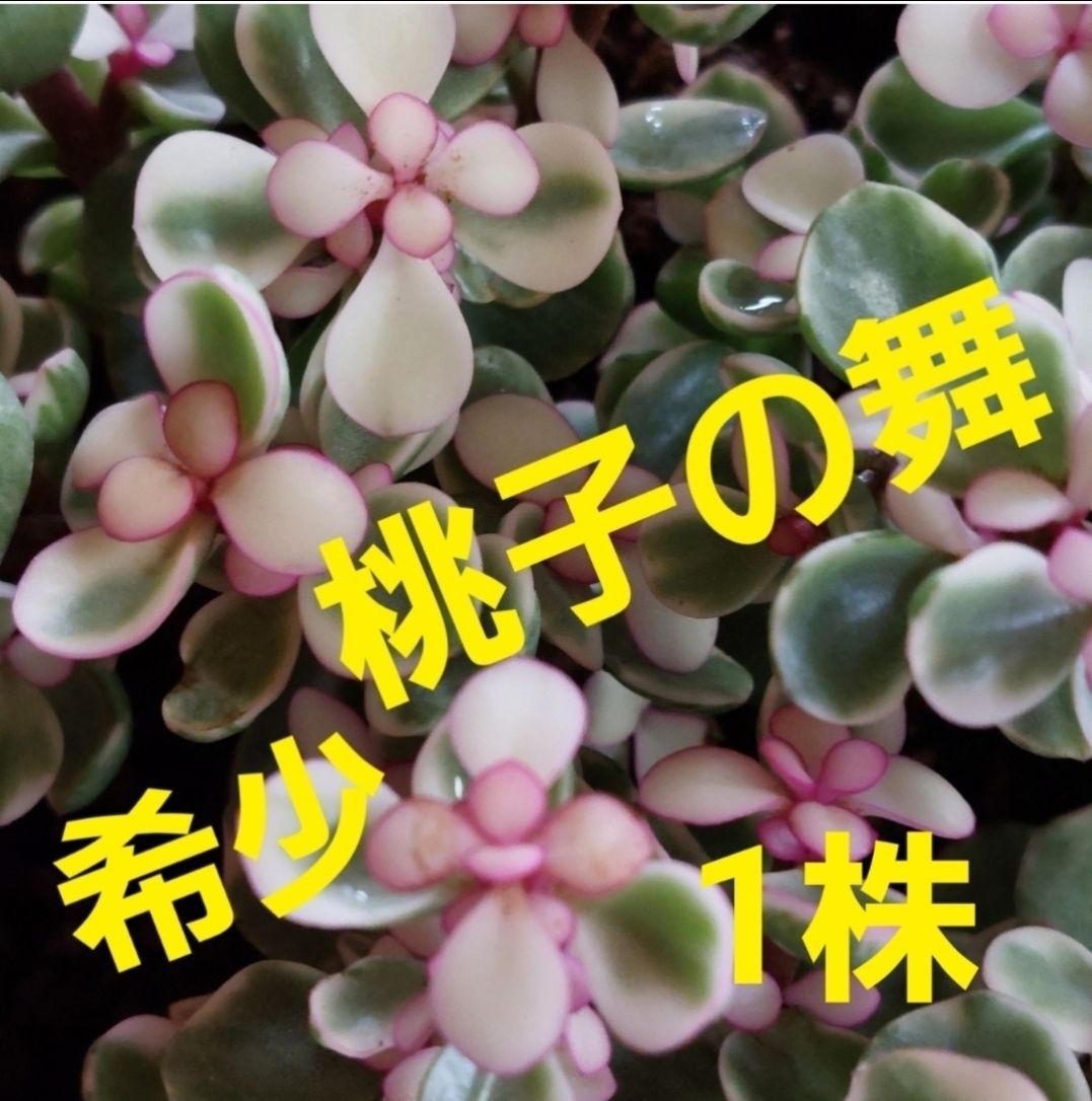 多肉植物…桃子の舞…抜き苗 - フラワーティータイム - メルカリ