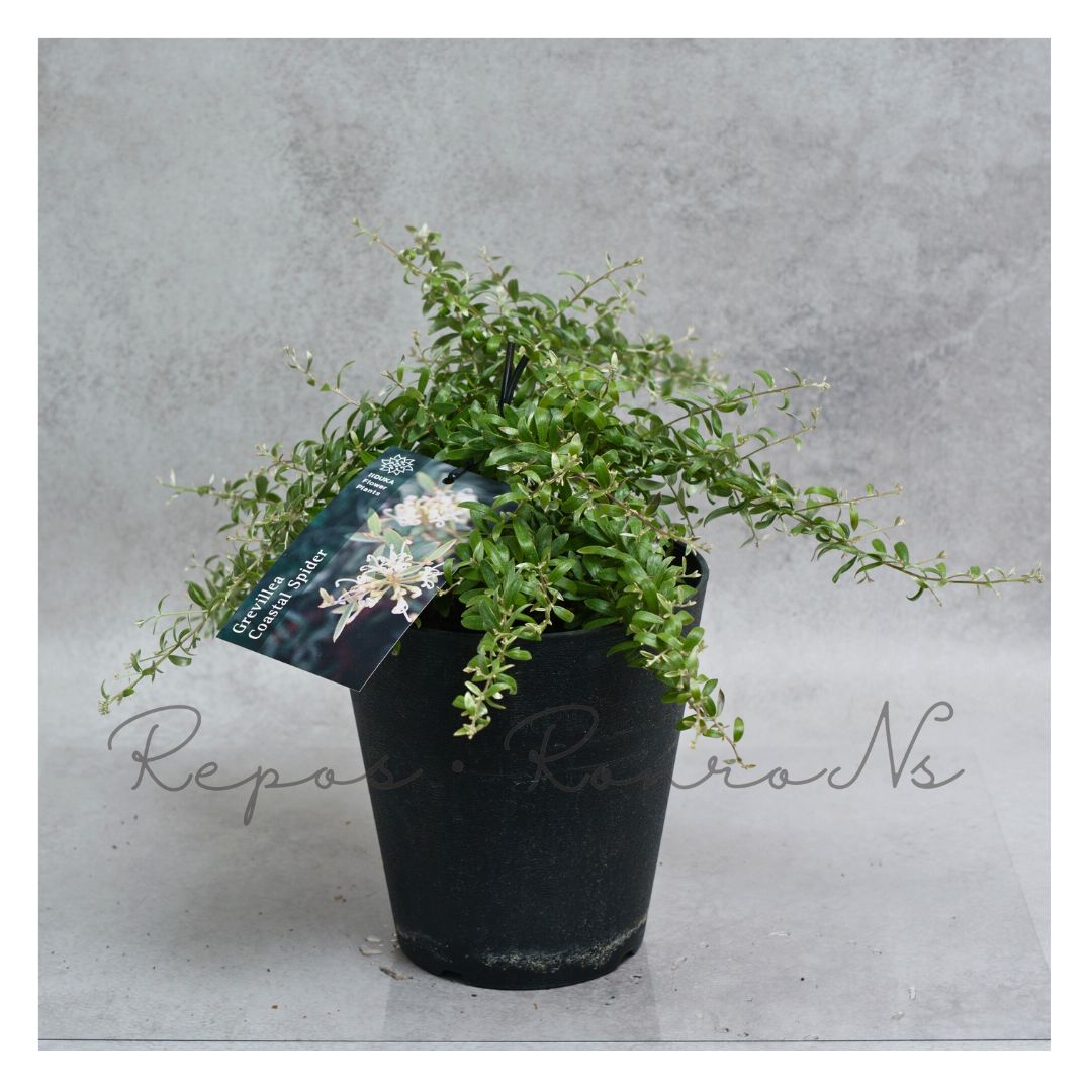 オリーブの木　ネバディロブランコ　約110cm　NO.1940　大型　現品掲載 オリーブの木 ネバディロブランコ 約110cm NO.1940 大型 現品掲載