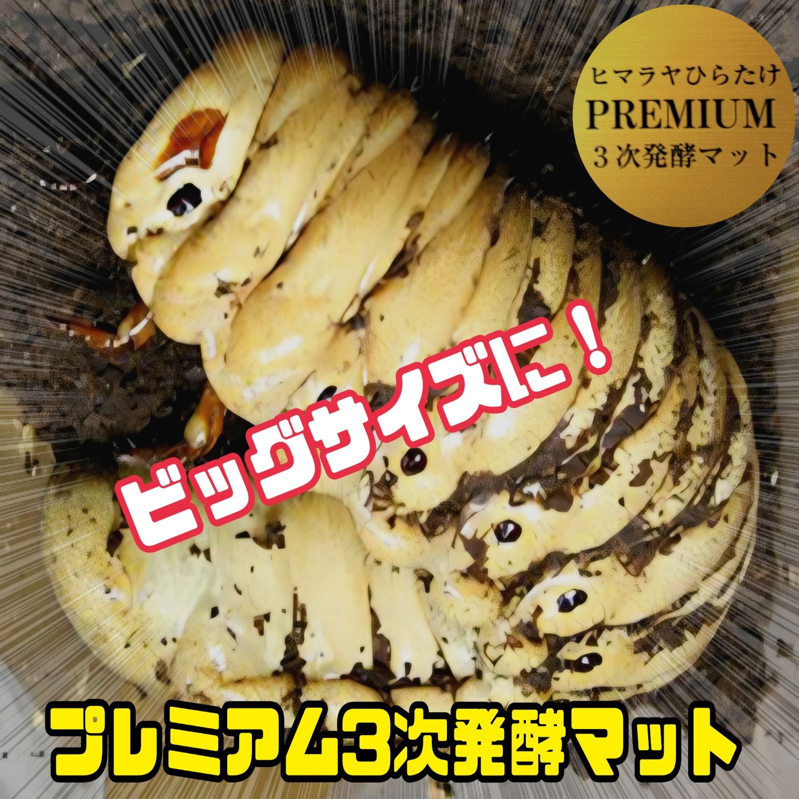 ヘラクレス１８１ミリ羽化実績多数