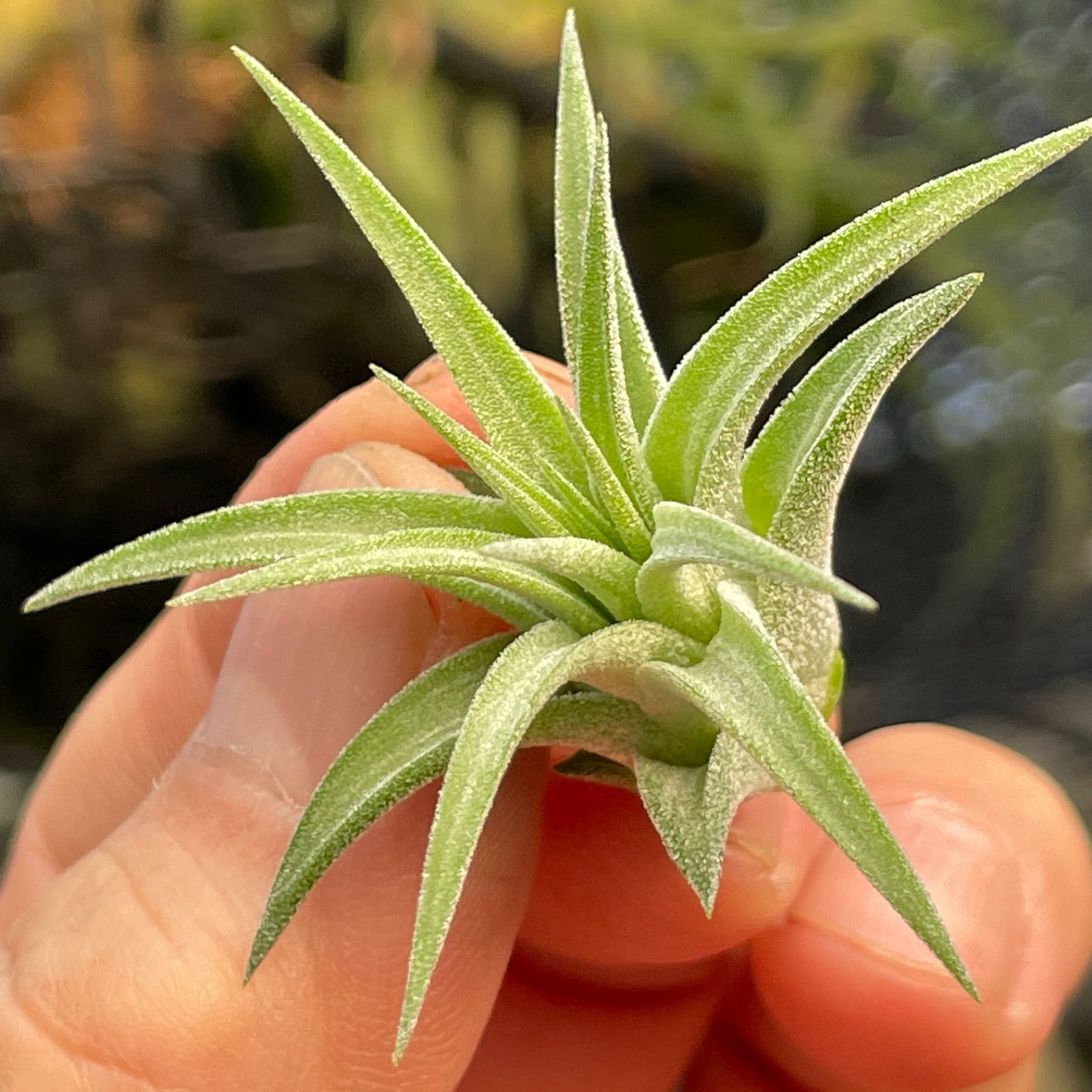 ミニ株＊チランジア イオナンタ マキシマ アルビノ Tillandsia