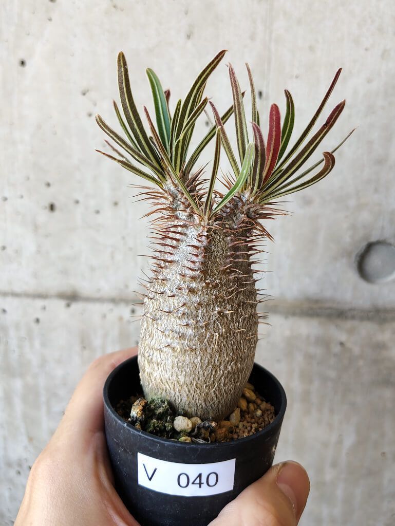 グラキリス　実生 現品限り】パキポディウム・グラキリス 実生【V39】 Pachypodium