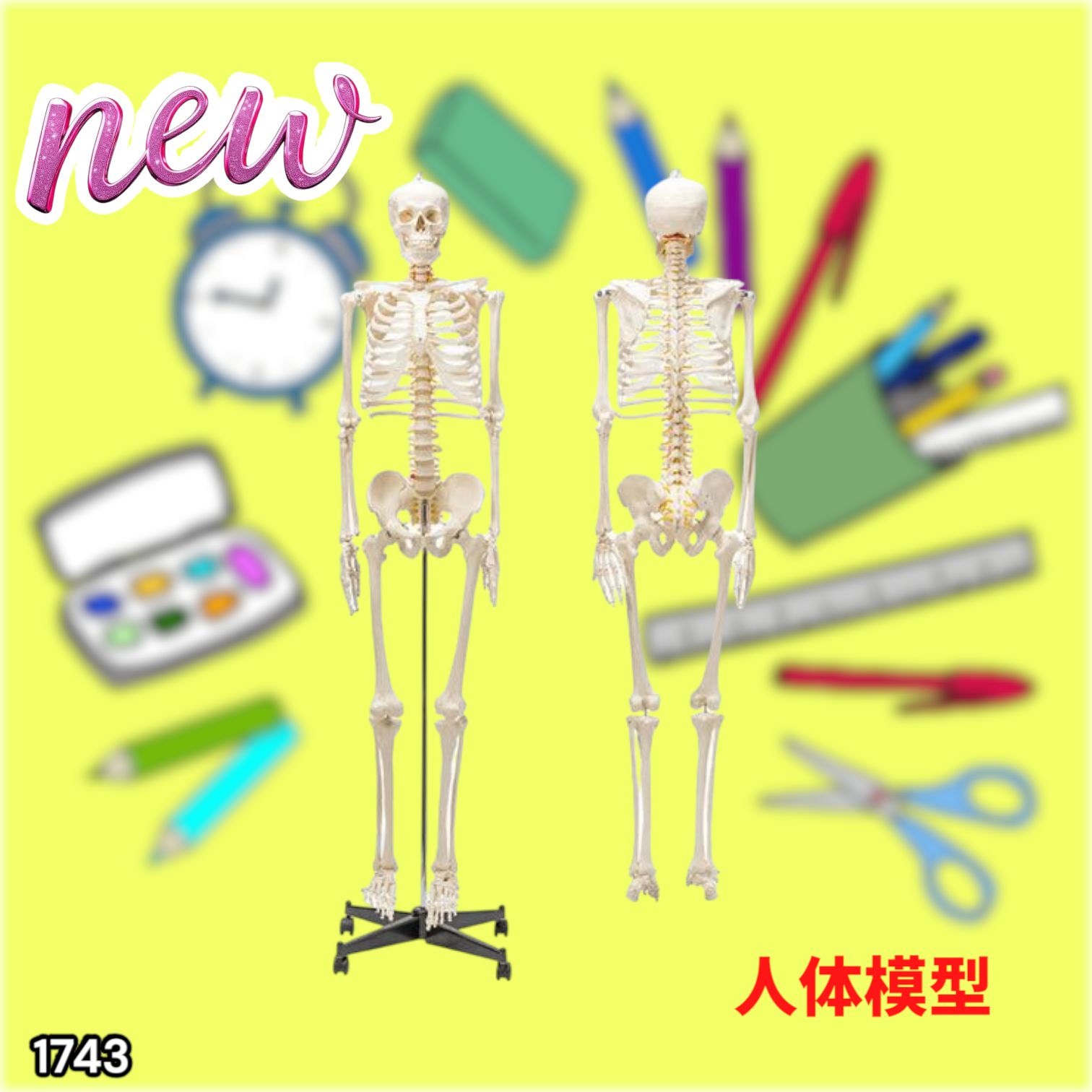 等身大 人体模型 170cm 神経根有り 全身骨格模型 骨格標本 Amazon.co.jp: 等身大 人体模型 170cm 神経根有り 全身骨格模型