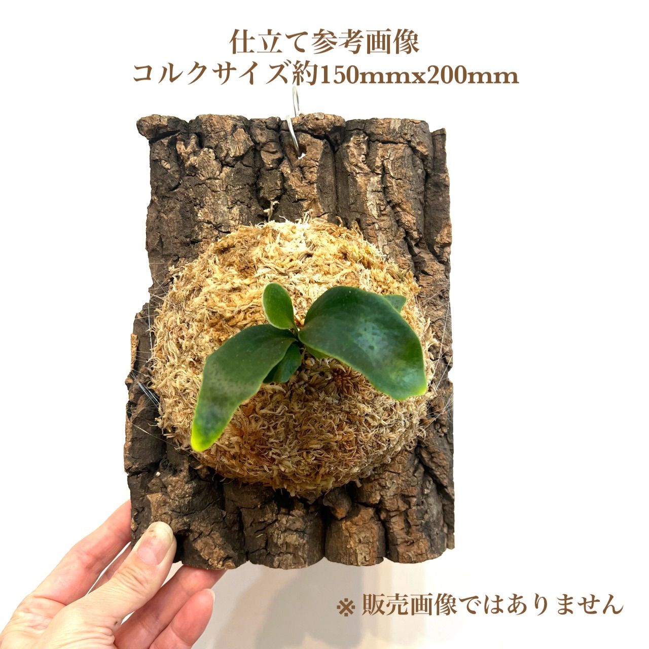 ビカクシダ ヒリーTT1 胞子培養 ポット苗【2】(肥料おまけ
