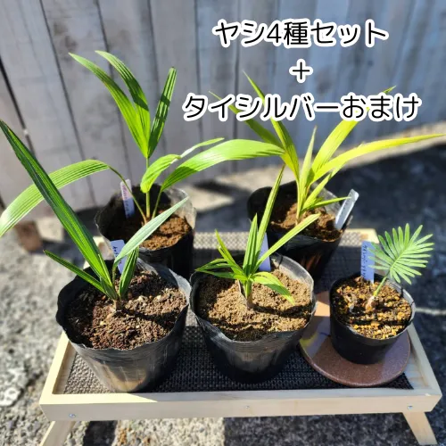 2025年最新】タイシルバー ソテツの人気アイテム - メルカリ